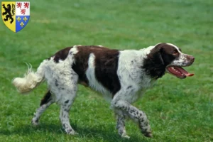 Lire la suite à propos de l’article Éleveurs d’Épagneuls français et chiots en Hauts-de-France