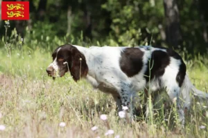 Lire la suite à propos de l’article Éleveurs d’Épagneuls français et chiots en Normandie