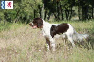 Lire la suite à propos de l’article Éleveurs d’Épagneul français et chiots en Nouvelle-Aquitaine