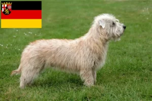 Lire la suite à propos de l’article Irish Glen of Imaal Terrier éleveurs et chiots en Rhénanie-Palatinat