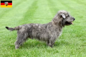 Lire la suite à propos de l’article Irish Glen of Imaal Terrier éleveurs et chiots en Sarre