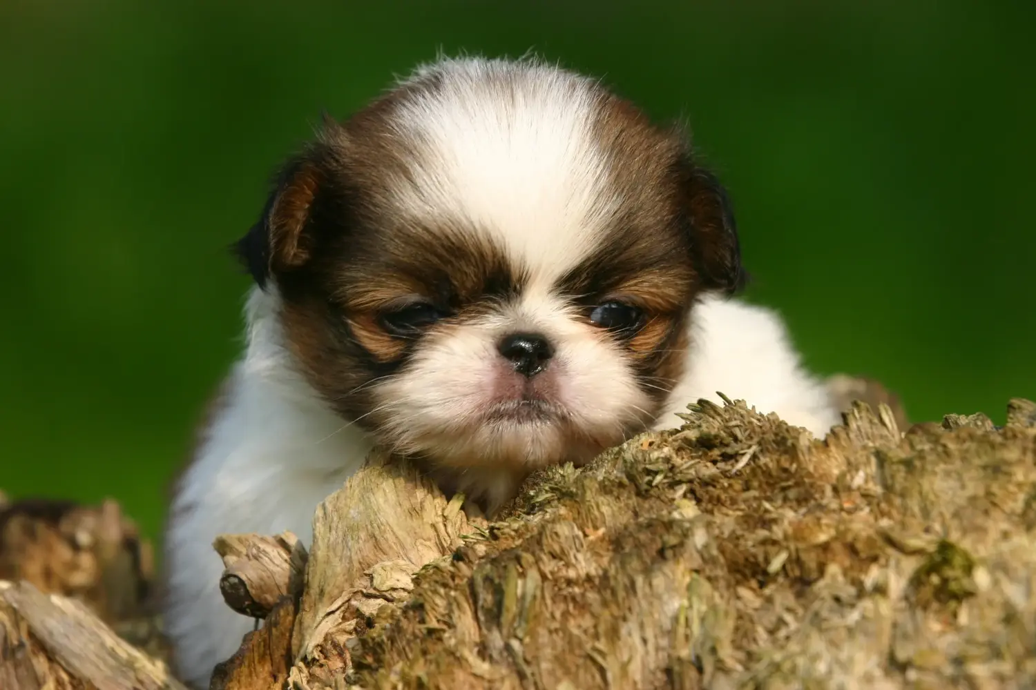 Acheter un chiot Japan Chin, c'est prendre ses responsabilités ! Acheter des chiots Chin du Japon.