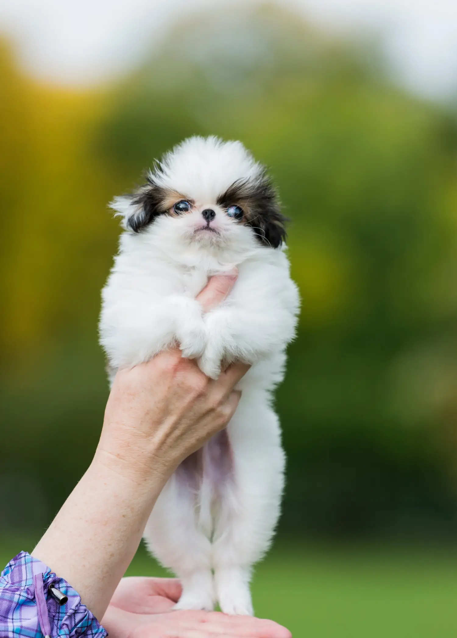 Acheter un chiot Japan Chin, c'est prendre ses responsabilités ! Acheter des chiots Chin du Japon.