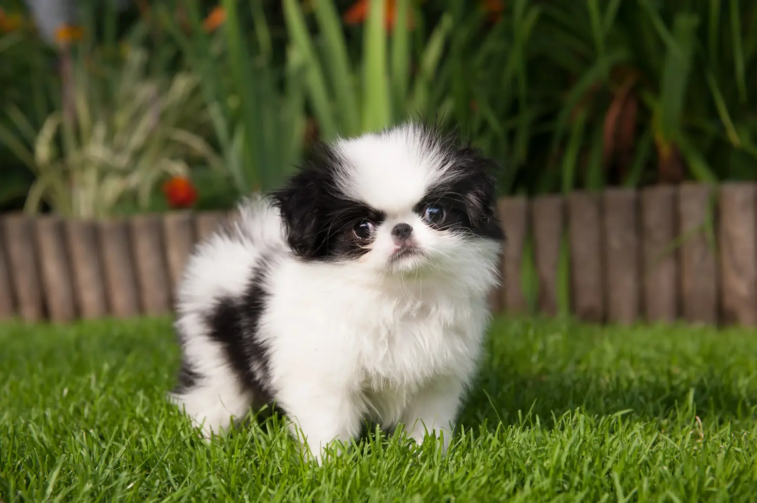 Acheter un chiot Japan Chin, c'est prendre ses responsabilités ! Acheter des chiots Chin du Japon.