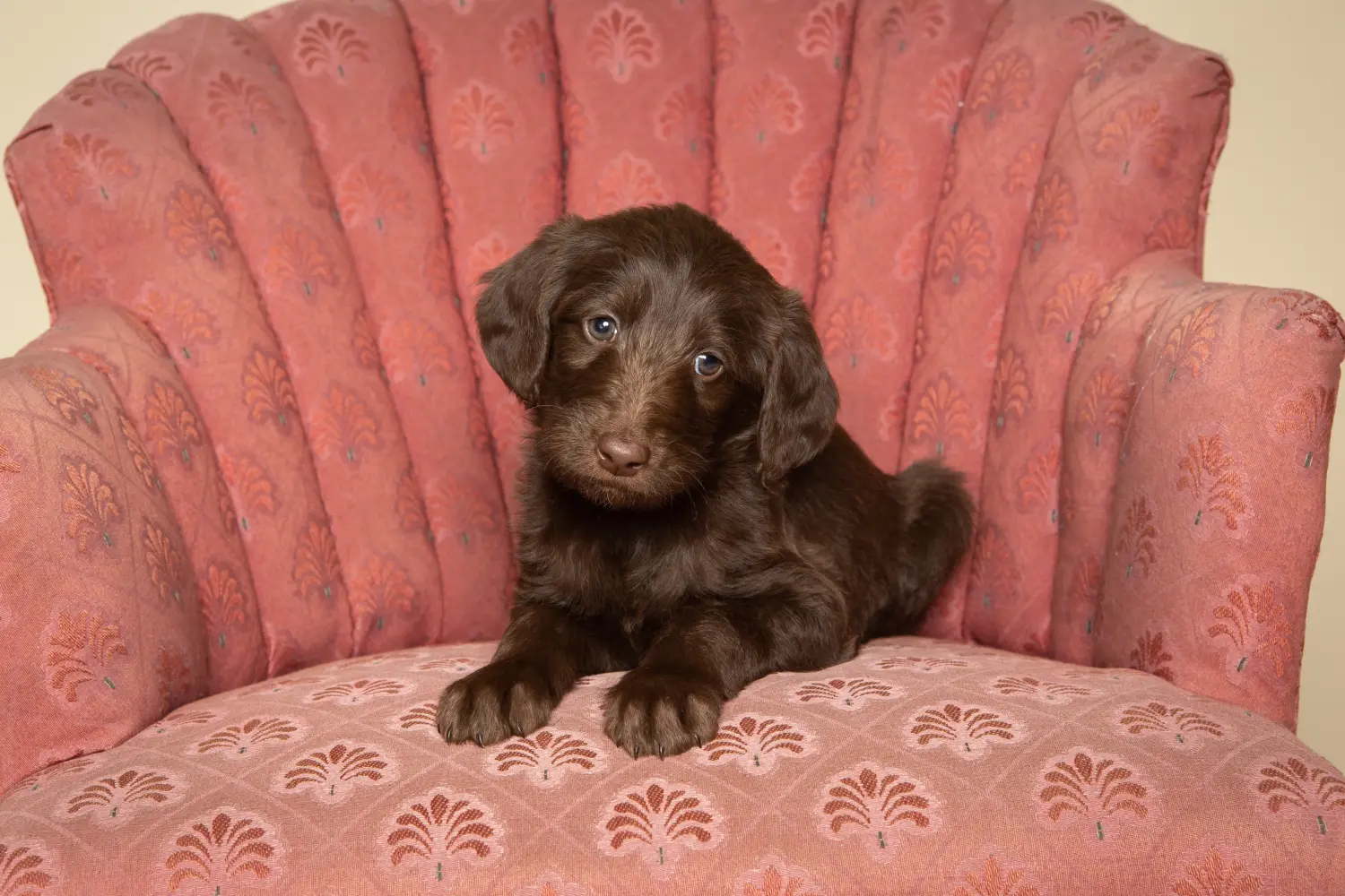 Acheter un chiot Labradoodle, c'est prendre ses responsabilités ! Acheter des chiots Labradoodle.