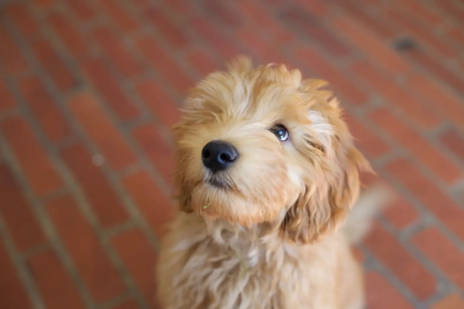 Acheter un chiot Labradoodle, c'est prendre ses responsabilités ! Acheter des chiots Labradoodle.