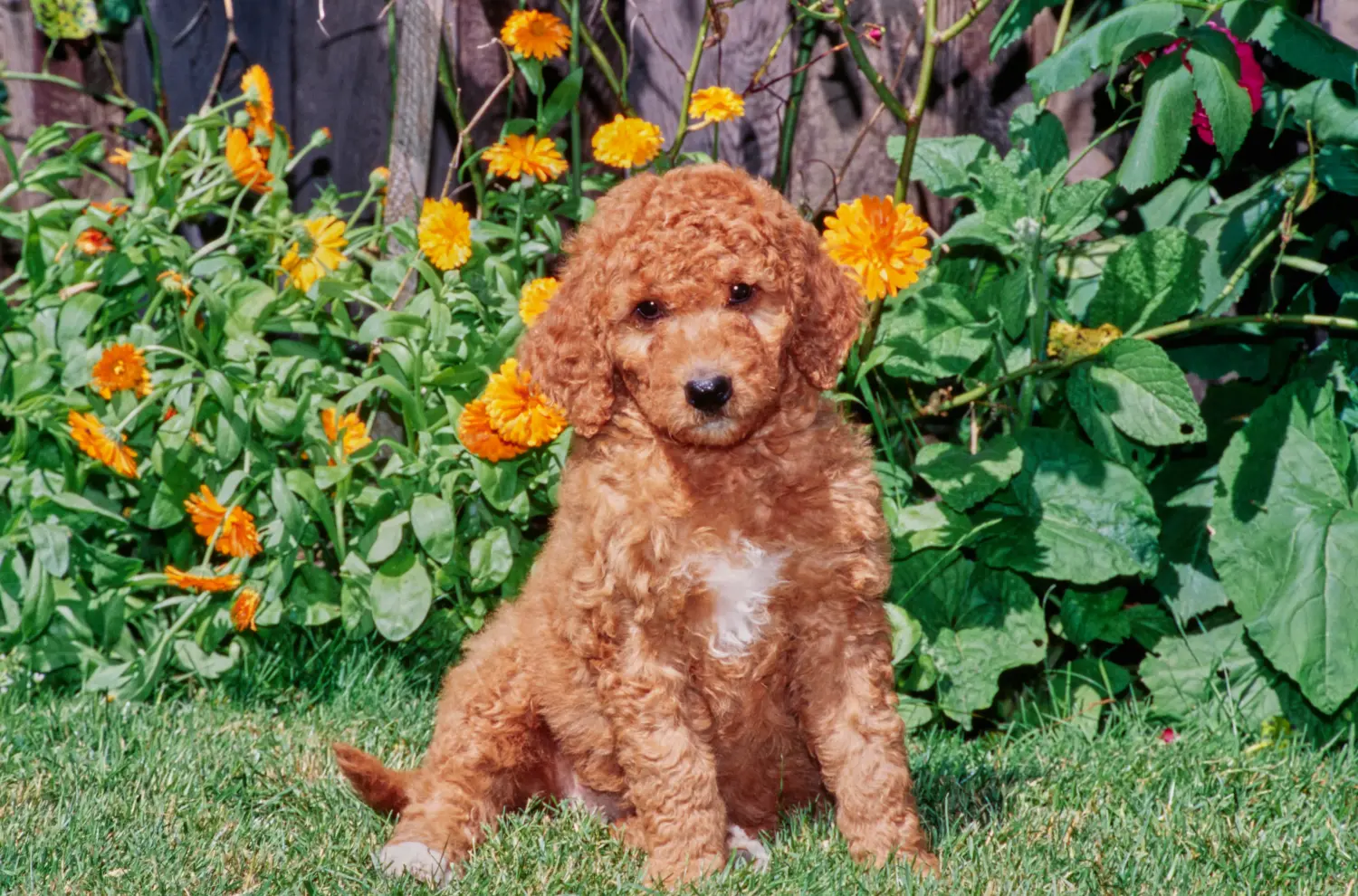 Acheter un chiot Labradoodle, c'est prendre ses responsabilités ! Acheter des chiots Labradoodle.