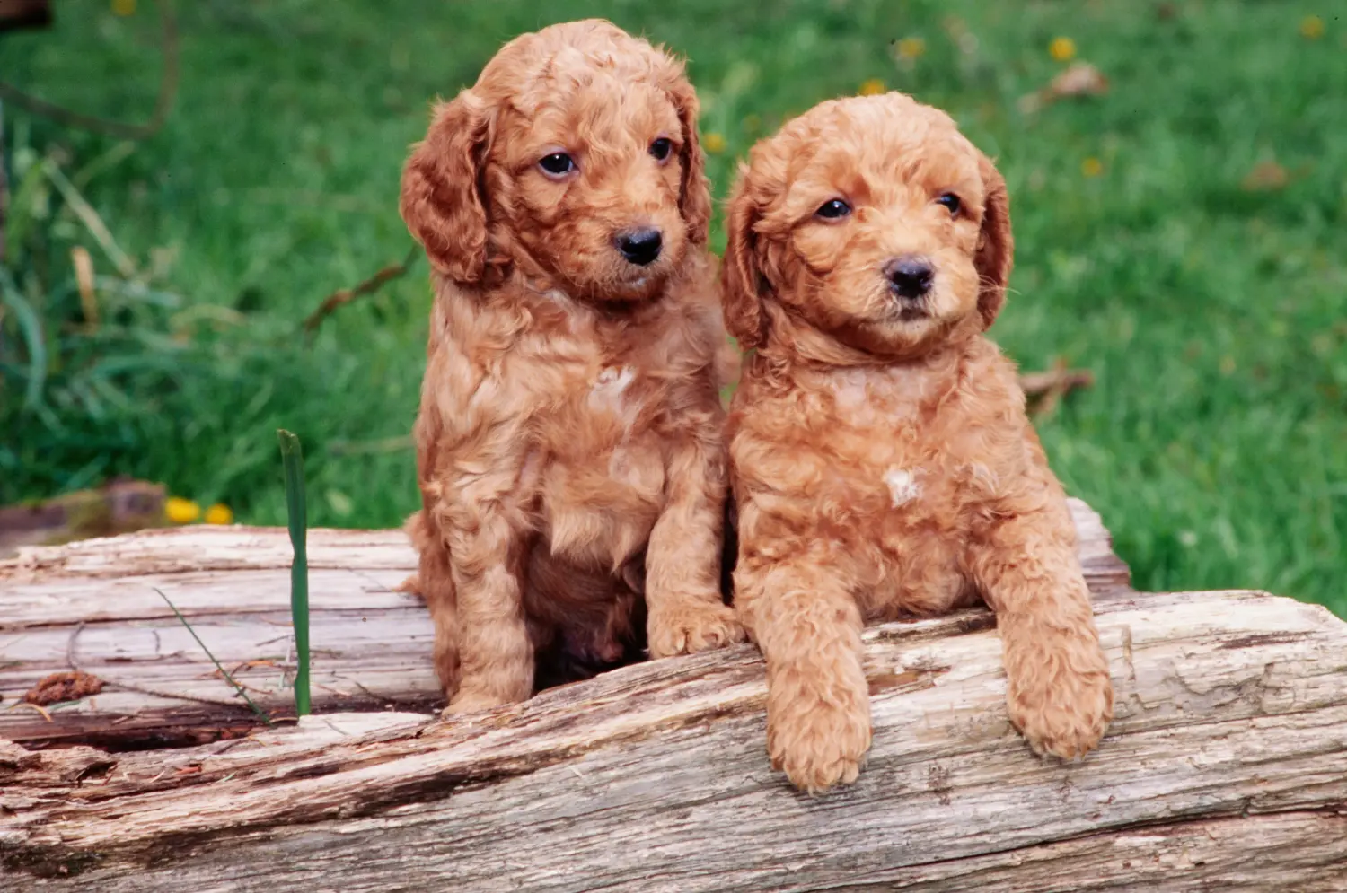 Acheter un chiot Labradoodle, c'est prendre ses responsabilités ! Acheter des chiots Labradoodle.