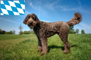 Lire la suite à propos de l’article Éleveurs de Labradoodle et chiots en Bavière