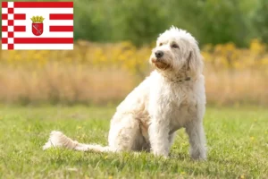Lire la suite à propos de l’article Éleveurs de Labradoodle et chiots à Brême