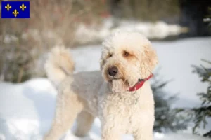 Lire la suite à propos de l’article Éleveurs de Labradoodle et chiots en Île-de-France