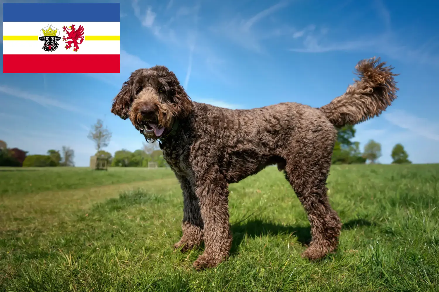 Labradoodle chiots et éleveurs Mecklembourg-Poméranie occidentale Ici, tu trouveras des éleveurs de Labradoodles dans le Mecklembourg-Poméranie occidentale.