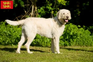 Lire la suite à propos de l’article Éleveurs de Labradoodle et chiots en Normandie