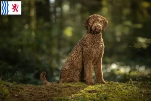 Lire la suite à propos de l’article Éleveurs de Labradoodle et chiots en Nouvelle-Aquitaine