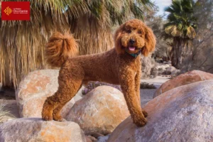 Lire la suite à propos de l’article Éleveurs de Labradoodle et chiots en Occitanie
