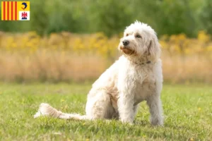Lire la suite à propos de l’article Éleveurs de Labradoodle et chiots en Provence-Alpes-Côte d’Azur