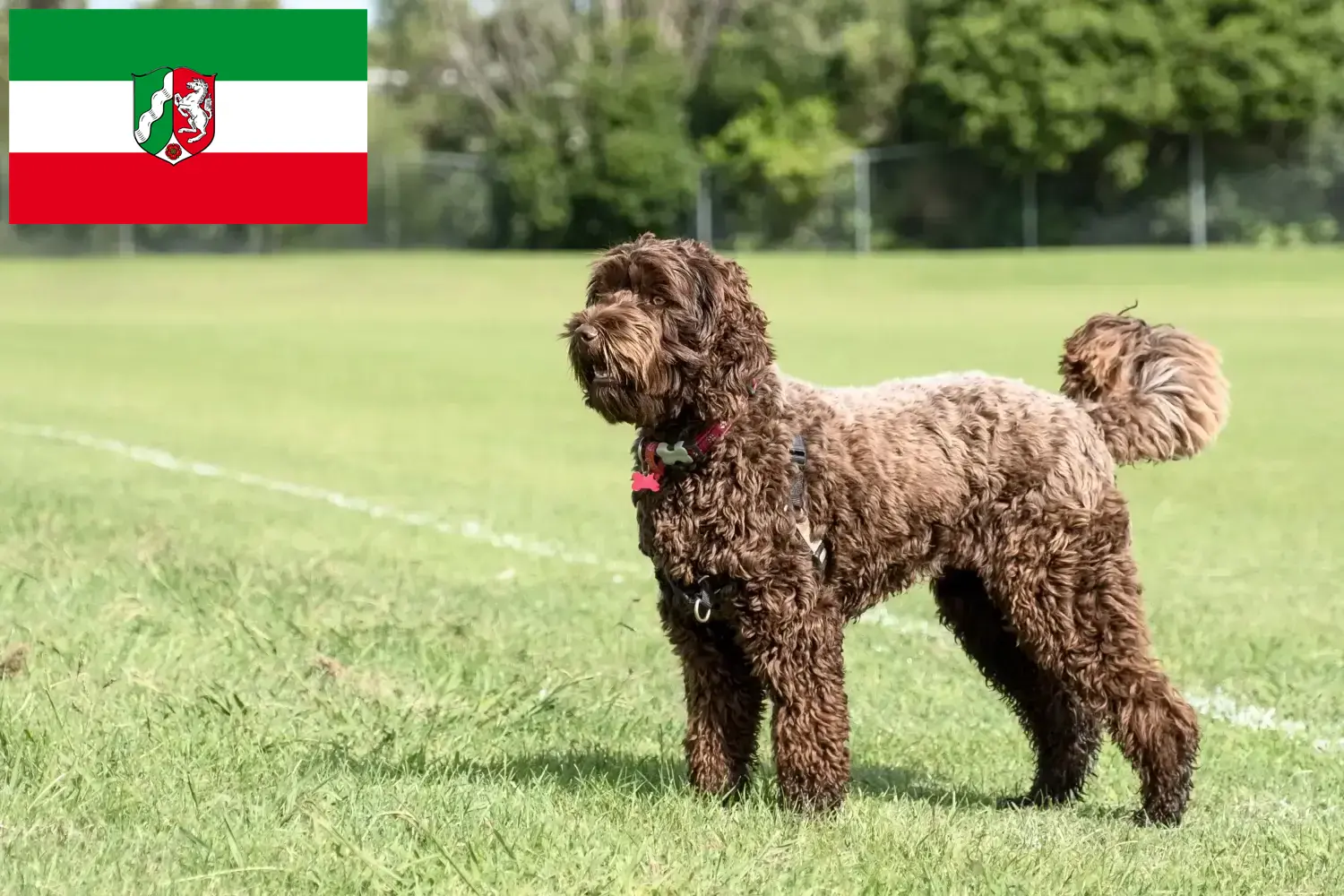 Labradoodle chiots et éleveurs Rhénanie-du-Nord-Westphalie Ici tu trouves des éleveurs de Labradoodles en Rhénanie-du-Nord-Westphalie.