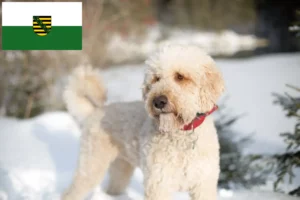 Lire la suite à propos de l’article Éleveurs de Labradoodle et chiots en Saxe