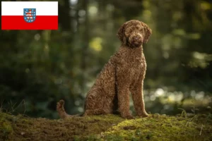 Lire la suite à propos de l’article Éleveurs de Labradoodle et chiots en Thuringe