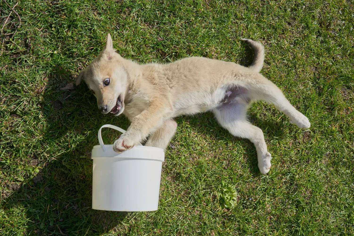 Acheter un chiot Laika, c'est prendre ses responsabilités ! Acheter des chiots Laika.