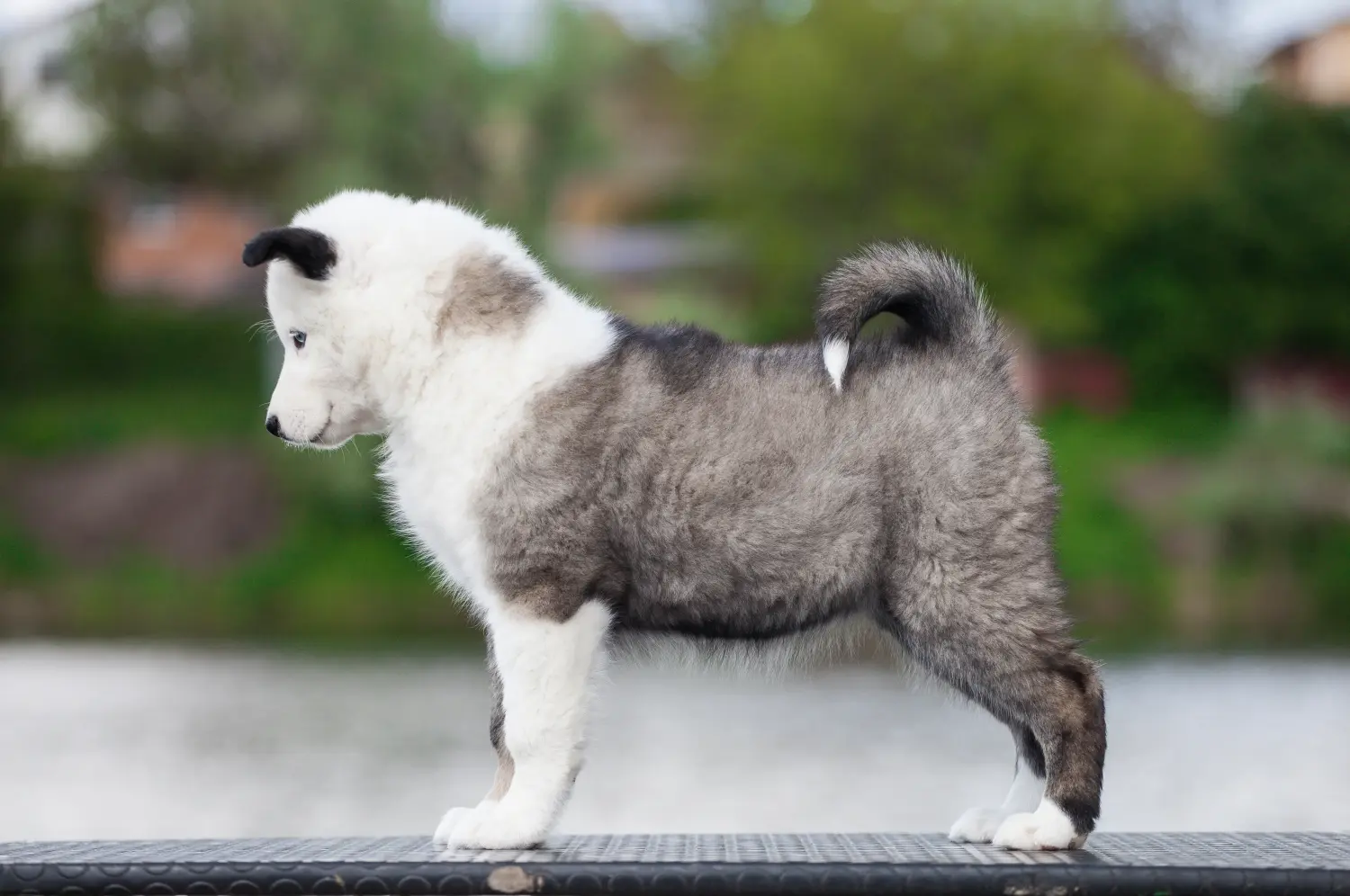 Acheter un chiot Laika, c'est prendre ses responsabilités ! Acheter des chiots Laika.