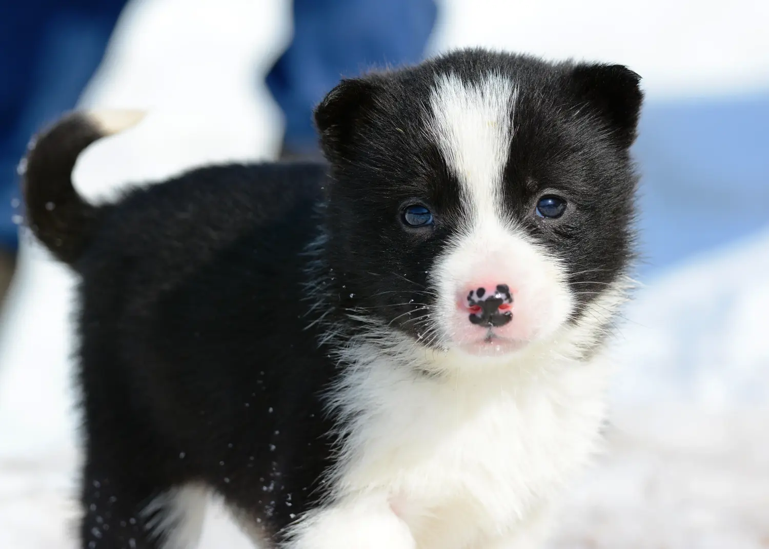 Acheter un chiot Laika, c'est prendre ses responsabilités ! Acheter des chiots Laika.