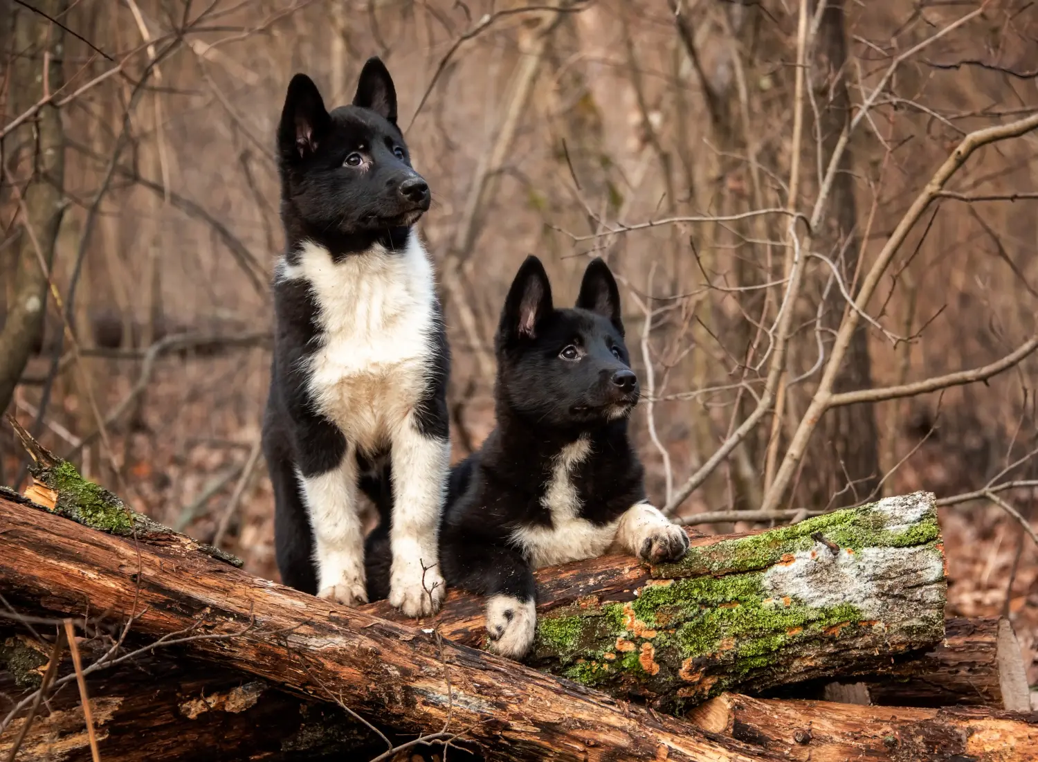 Acheter un chiot Laika, c'est prendre ses responsabilités ! Acheter des chiots Laika.