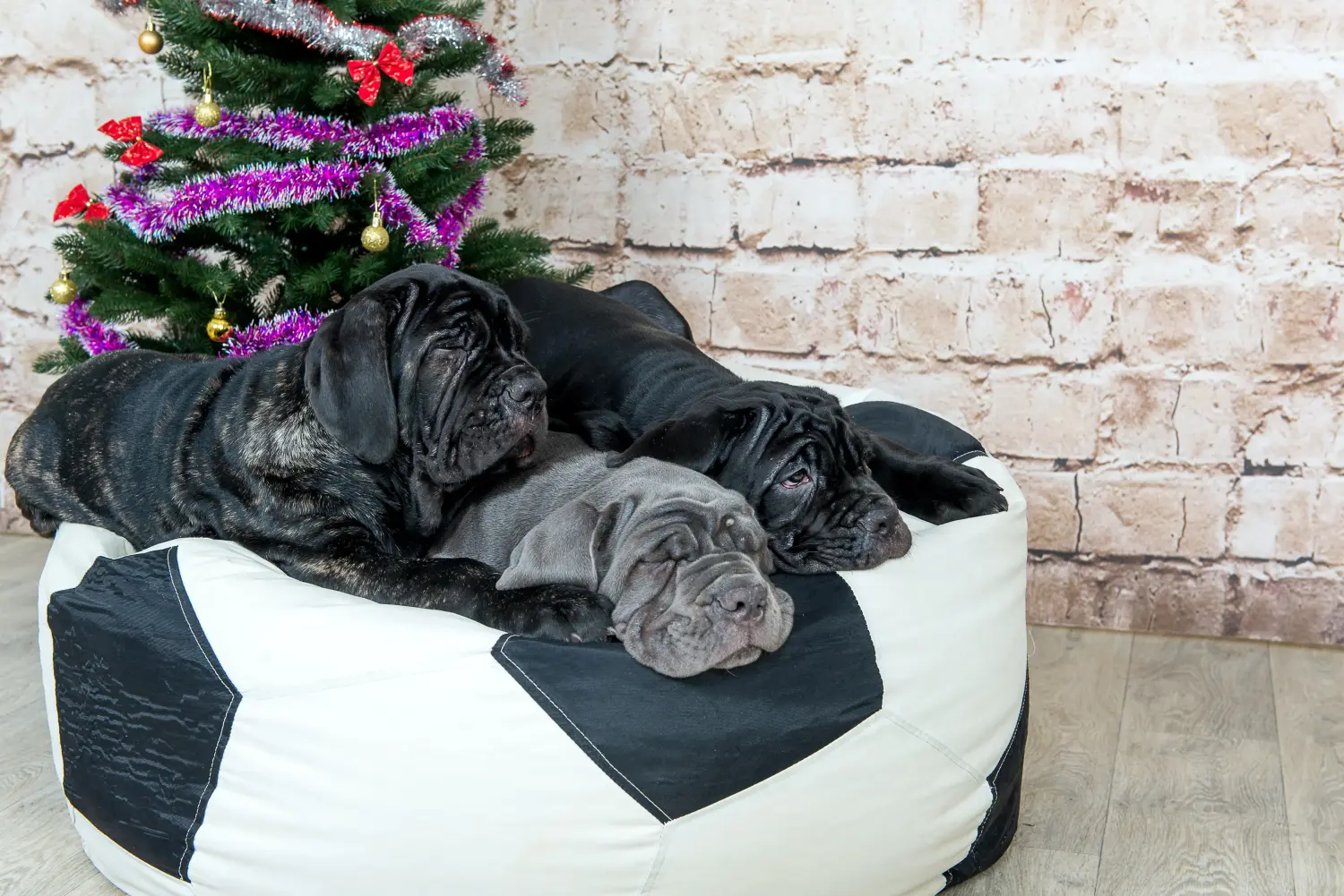 Acheter un chiot Mastino Napoletano, c'est prendre ses responsabilités ! Acheter des chiots Mastino Napoletano.