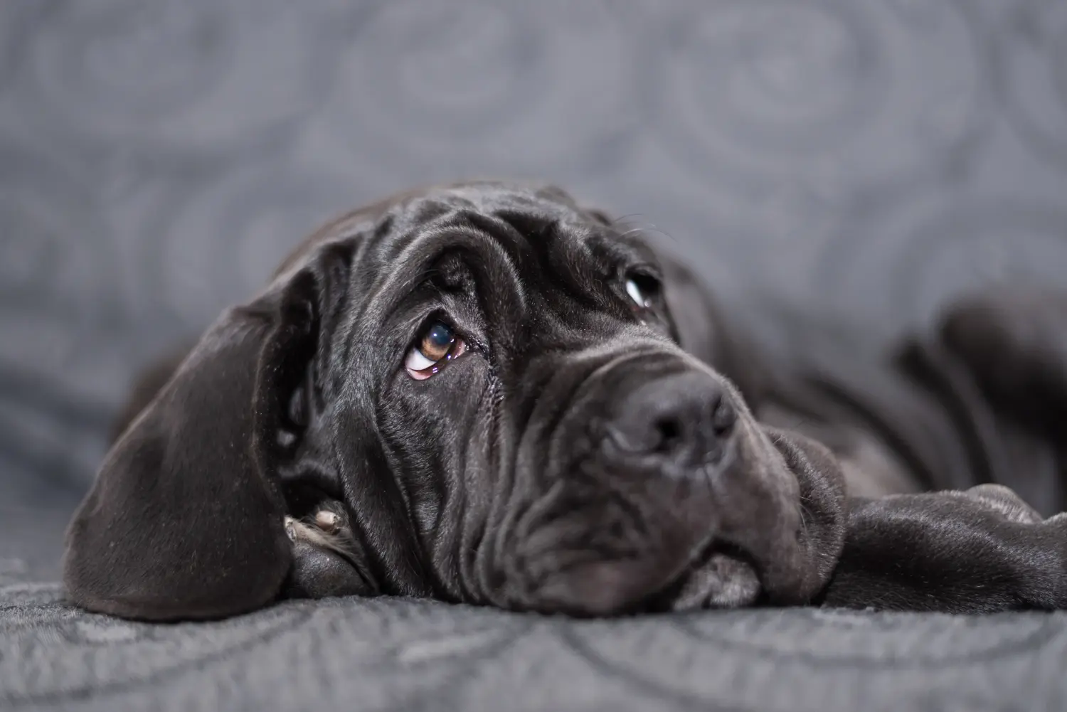 Acheter un chiot Mastino Napoletano, c'est prendre ses responsabilités ! Acheter des chiots Mastino Napoletano.