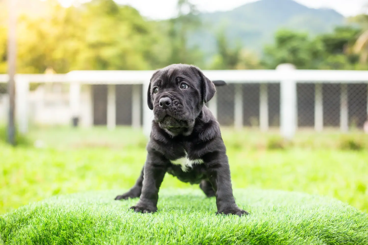 Acheter un chiot Mastino Napoletano, c'est prendre ses responsabilités ! Acheter des chiots Mastino Napoletano.