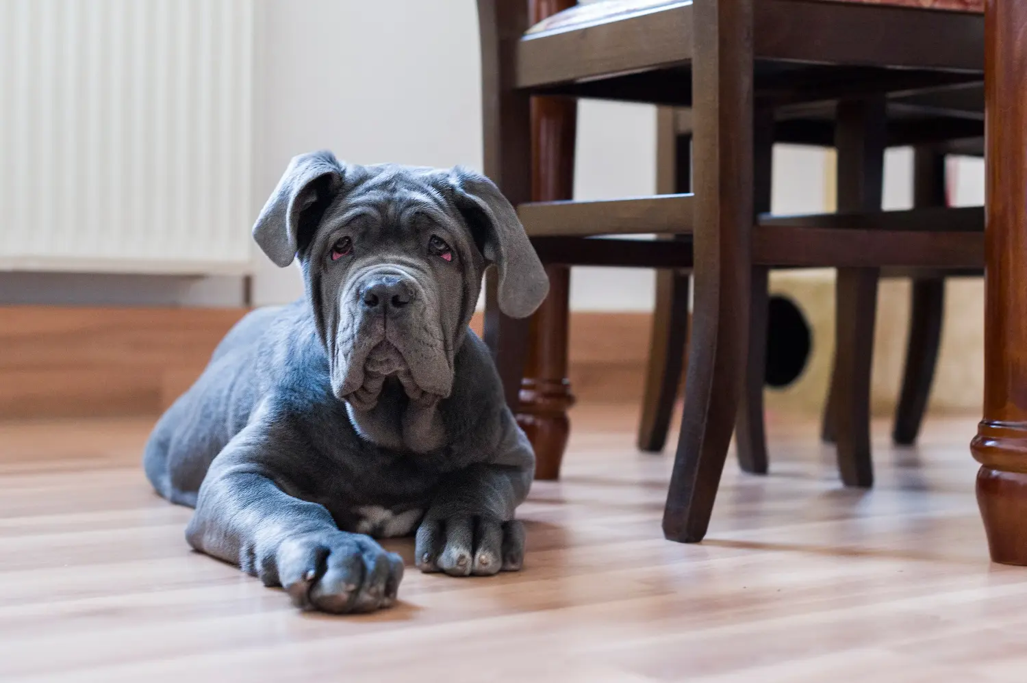 Acheter un chiot Mastino Napoletano, c'est prendre ses responsabilités ! Acheter des chiots Mastino Napoletano.
