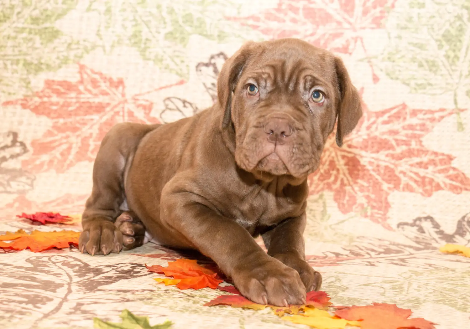 Acheter un chiot Mastino Napoletano, c'est prendre ses responsabilités ! Acheter des chiots Mastino Napoletano.