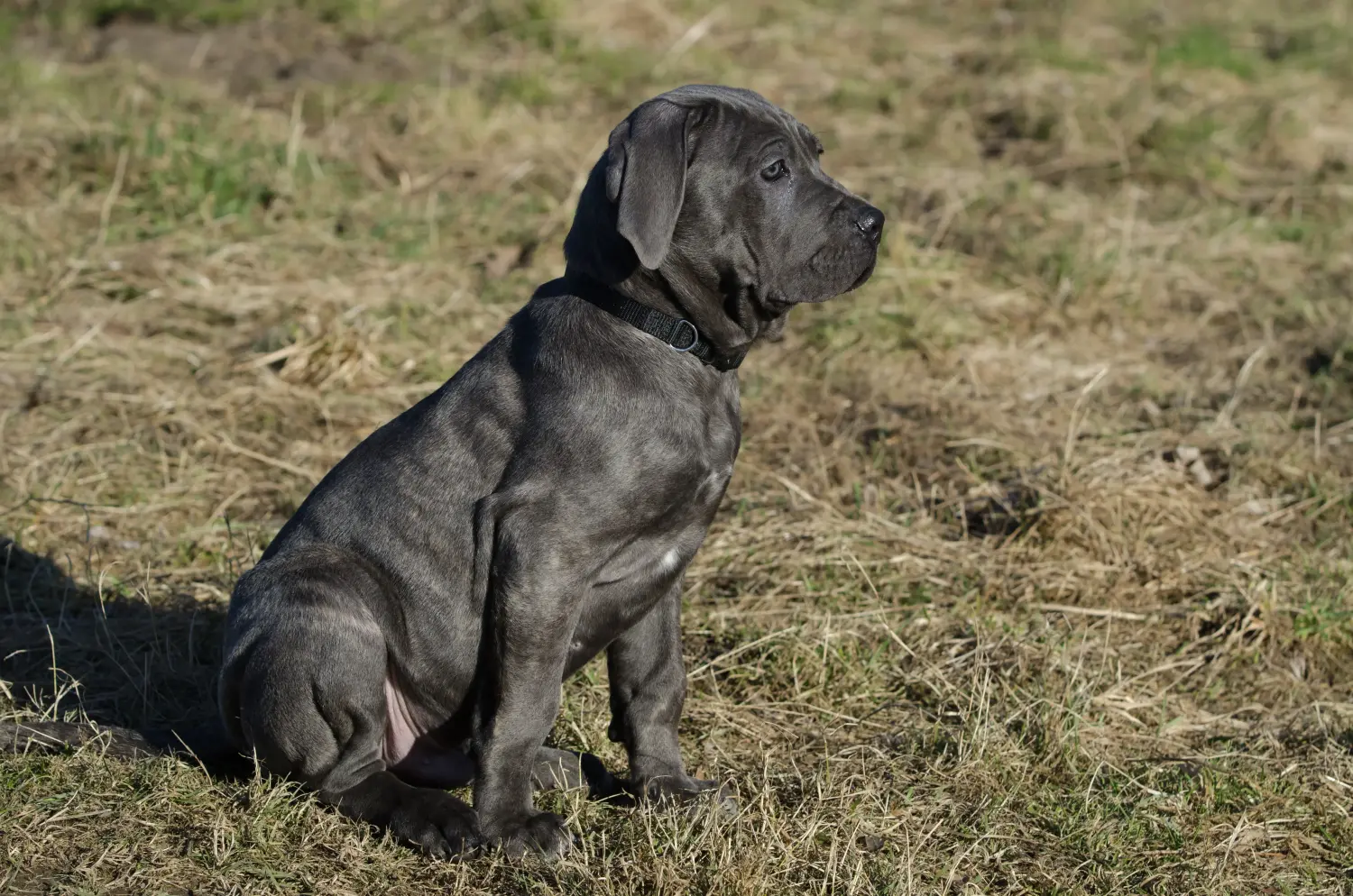 Acheter un chiot Mastino Napoletano, c'est prendre ses responsabilités ! Acheter des chiots Mastino Napoletano.