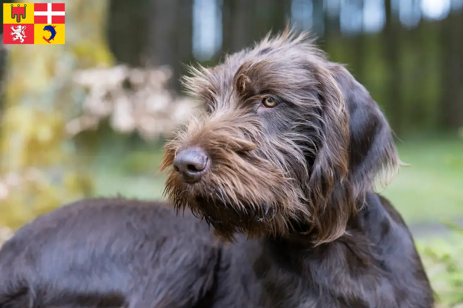 Pudelpointer chiots et éleveurs Auvergne-Rhône-Alpes Ici, tu trouveras des éleveurs de caniches pointers en Auvergne-Rhône-Alpes.