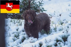 Lire la suite à propos de l’article Pudelpointer éleveurs et chiots en Basse-Saxe