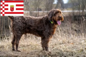 Lire la suite à propos de l’article Éleveurs de caniches et de chiots à Brême