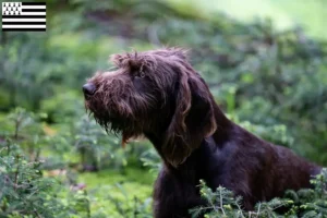 Lire la suite à propos de l’article Éleveurs de caniches et de chiots en Bretagne