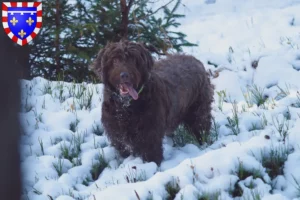 Lire la suite à propos de l’article Éleveurs de caniches pointers et chiots en Centre-Val de Loire
