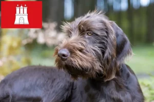 Lire la suite à propos de l’article Éleveurs de caniches et de chiots à Hambourg