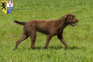 Lire la suite à propos de l’article Éleveurs de caniches et de chiots en Hauts-de-France