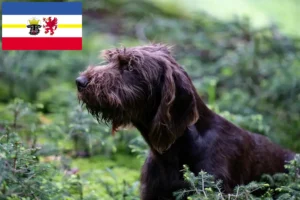 Lire la suite à propos de l’article Éleveurs de caniches et de chiots dans le Mecklembourg-Poméranie occidentale