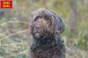 Lire la suite à propos de l’article Éleveurs de caniches pointers et chiots en Normandie