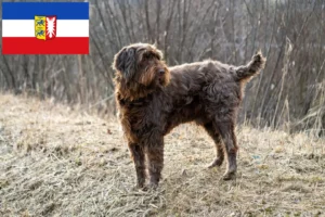 Lire la suite à propos de l’article Pudelpointer éleveurs et chiots dans le Schleswig-Holstein