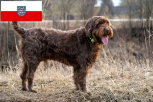Lire la suite à propos de l’article Éleveurs de caniches et de chiots en Thuringe