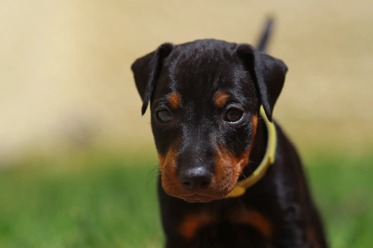 Acheter un chiot Terrier de Manchester, c'est prendre ses responsabilités ! Acheter un chiot Terrier de Manchester.