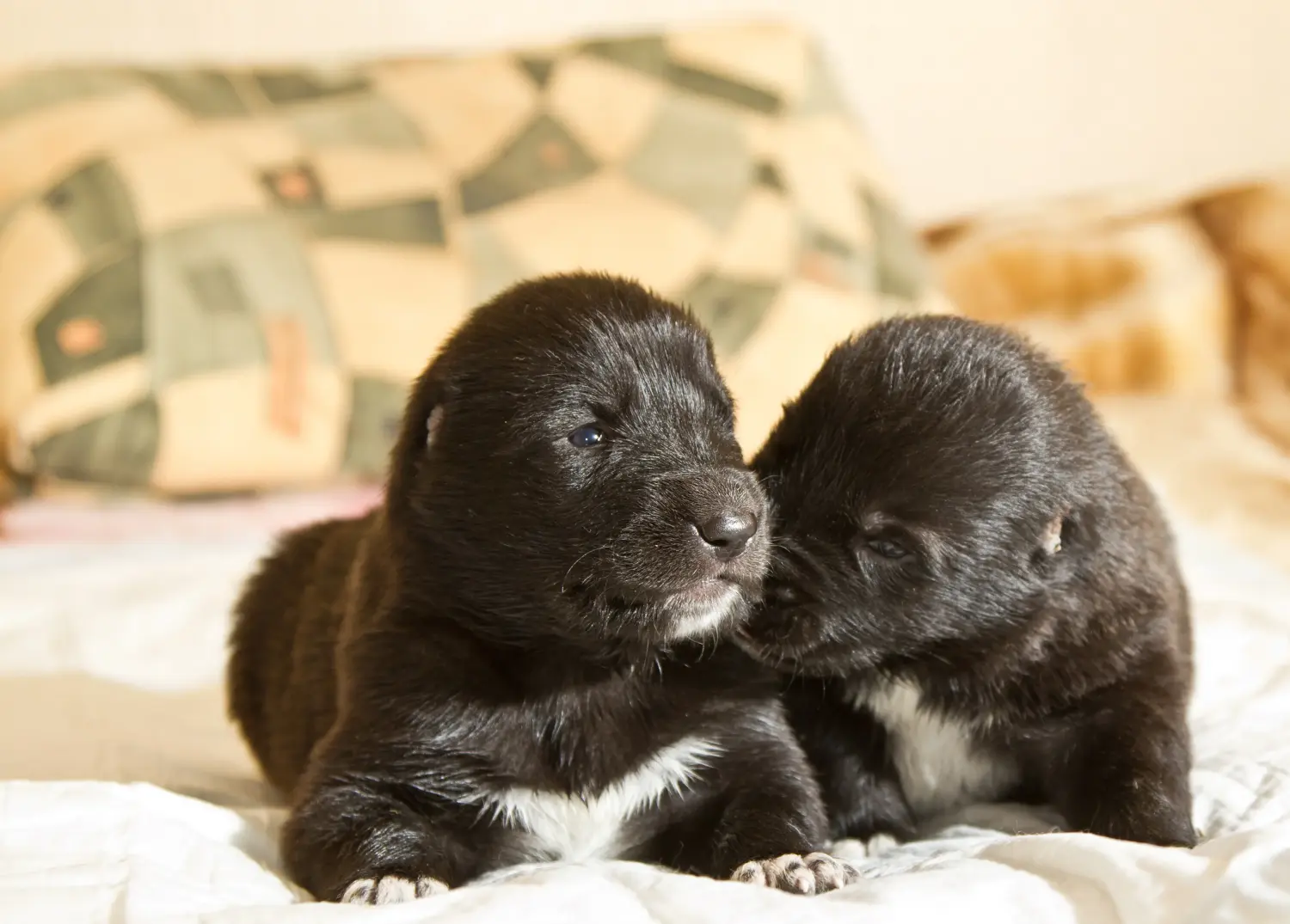 Acheter un chiot berger d'Asie centrale, c'est prendre ses responsabilités ! Acheter un chiot berger d'Asie centrale.