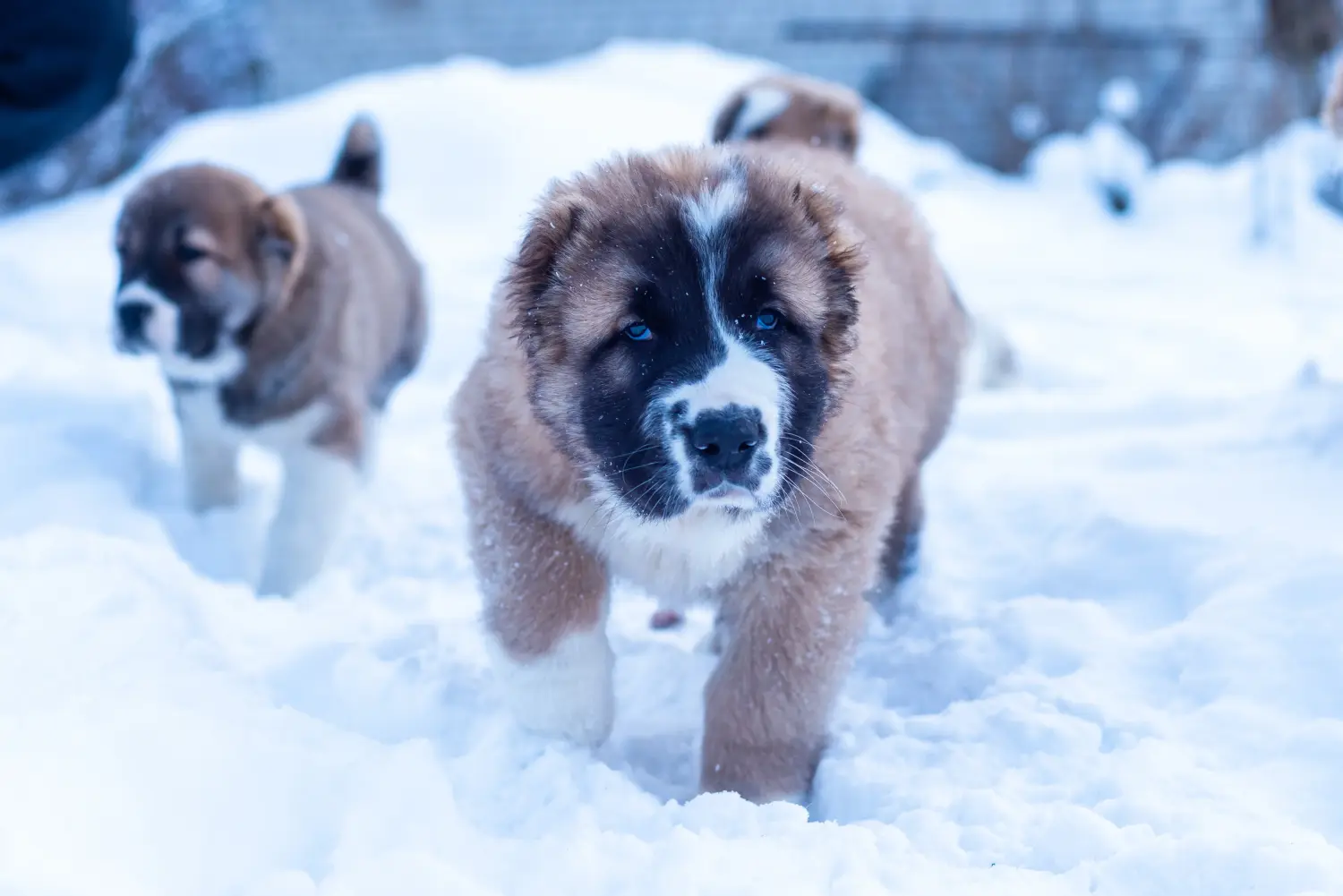 Acheter un chiot berger d'Asie centrale, c'est prendre ses responsabilités ! Acheter un chiot berger d'Asie centrale.