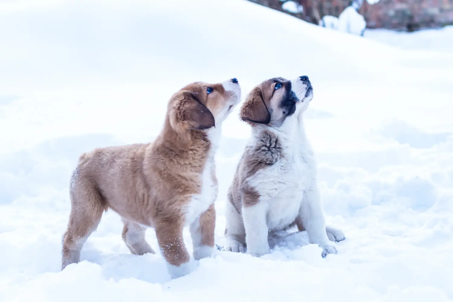 Acheter un chiot berger d'Asie centrale, c'est prendre ses responsabilités ! Acheter un chiot berger d'Asie centrale.