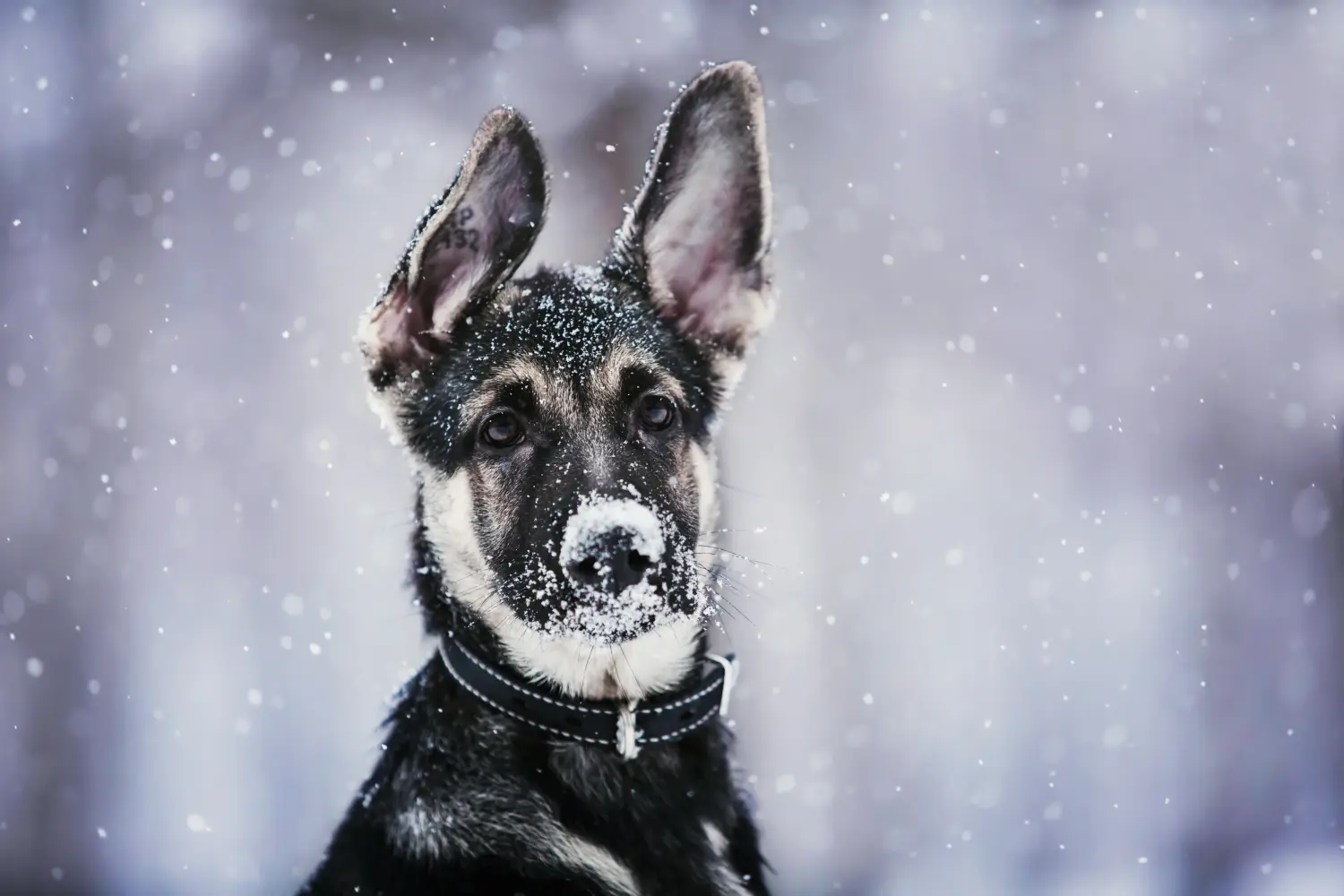 Acheter un chiot berger d'Europe de l'Est, c'est prendre ses responsabilités ! Acheter un chiot berger d'Europe de l'Est.