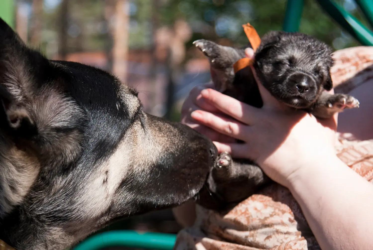 Acheter un chiot berger d'Europe de l'Est, c'est prendre ses responsabilités ! Acheter un chiot berger d'Europe de l'Est.